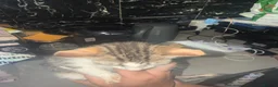 British Shorthair cats for sale: Tortoise Shell Female Kitten - 10 Weeks for Sale - Advert 6