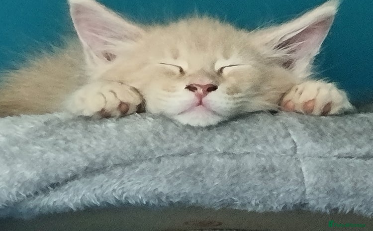 Maine Coon cats - Advert 14