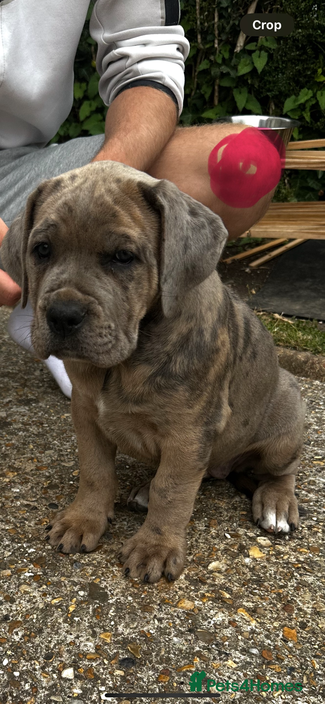 Mixed Breed dogs for sale: HUGE “TRI” MERLE CANE CORSO PUPPIES FOR SALE - Image 10