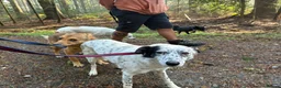 Mixed Breed dogs for adoption: Jessie - Norwich Norfolk  in Norwich - Advert 10