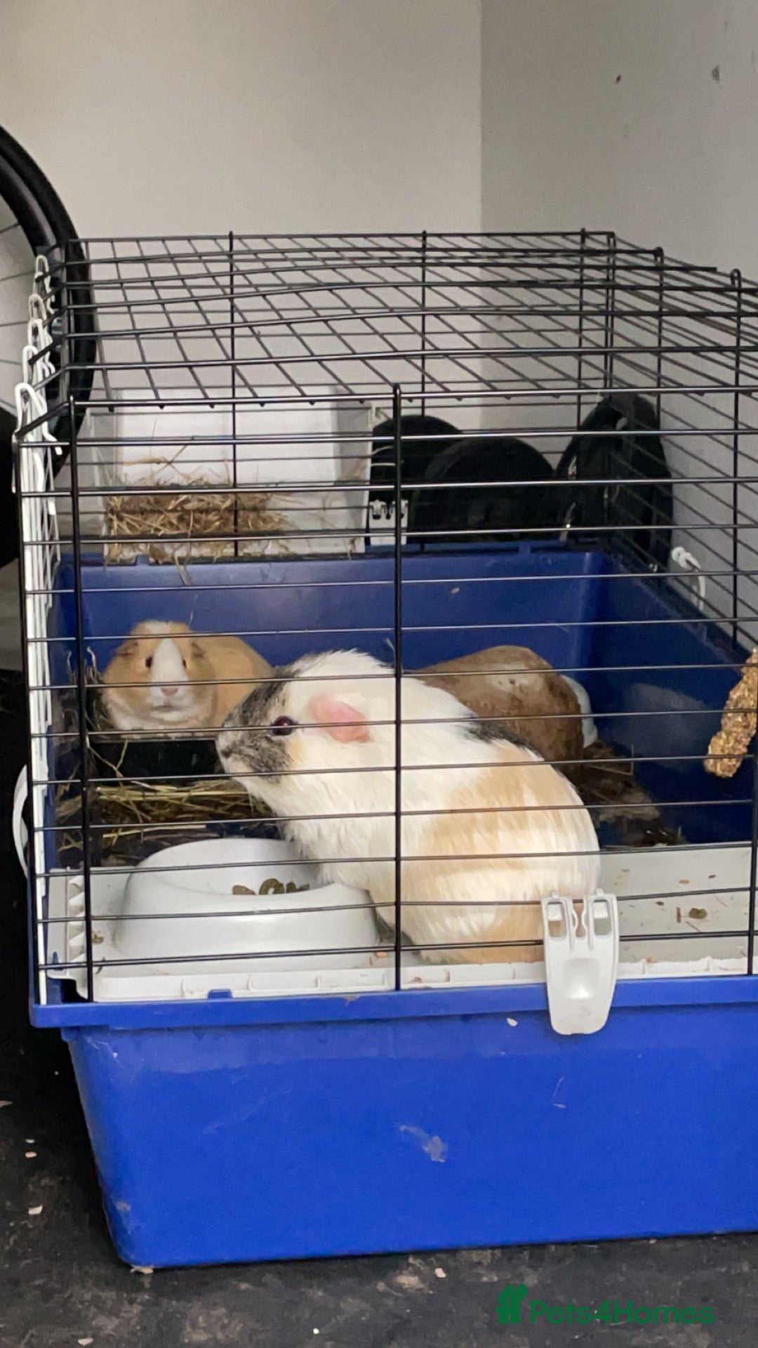 Guinea Pig rodents for sale: 2 male guinea pigs with cage  - Advert 8