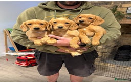 Cockerdor dogs for sale: Fox red cockador  - Image 1
