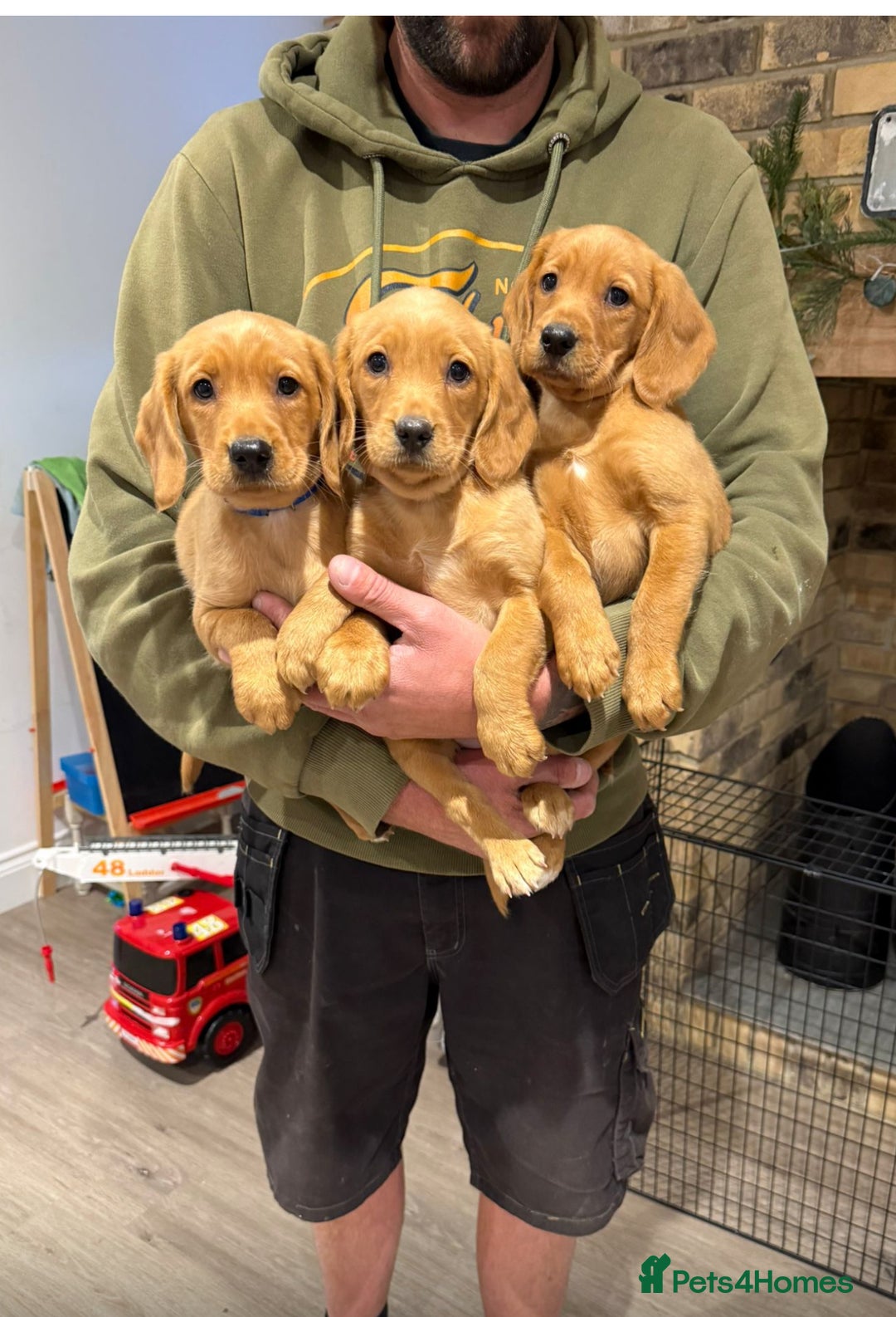 Cockerdor dogs for sale: Fox red cockador  - Image 1