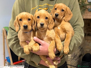 Cockerdor dogs - Advert 3