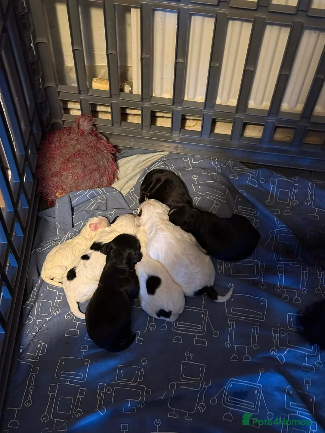 Sprocker dogs for sale: Spaniel puppies  - Advert 2