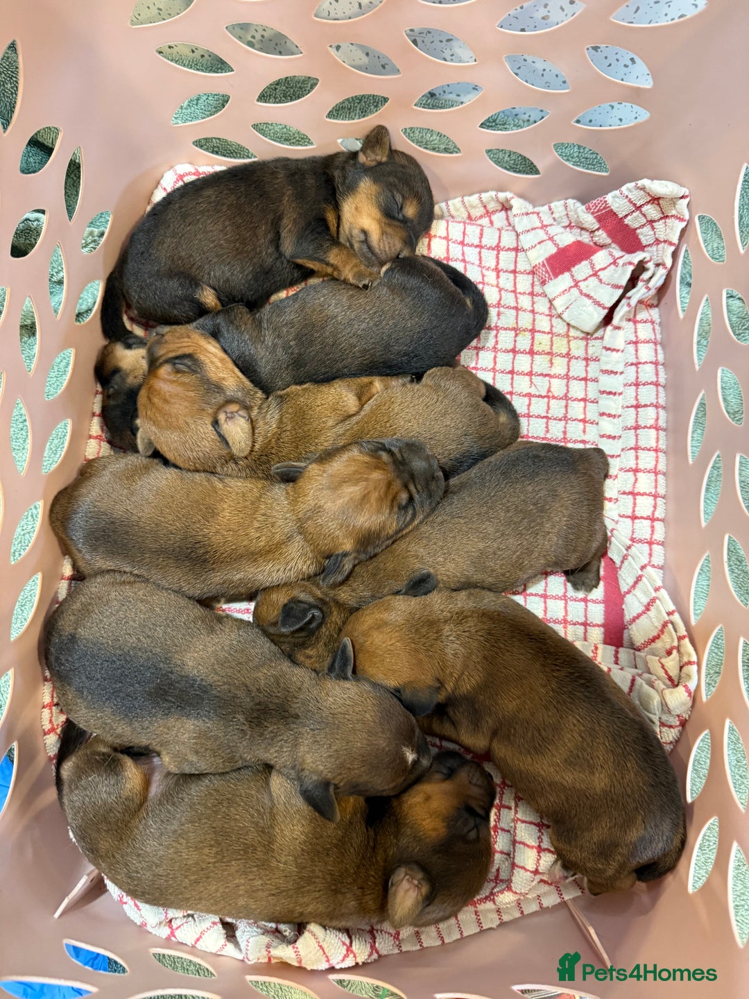 Lakeland Terrier dogs for stud: Lakeland terrier stud  - Image 5