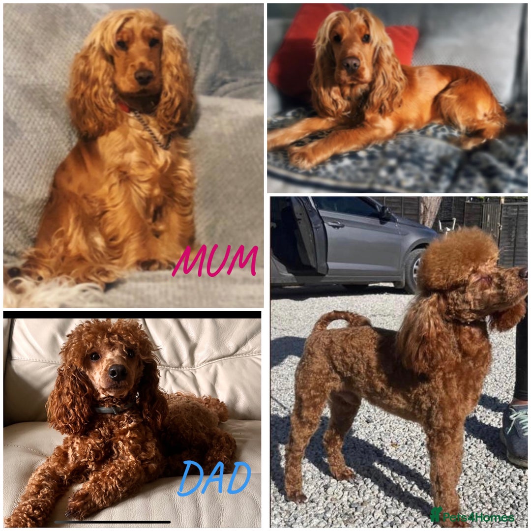 Cockapoo dogs for sale: RED COCKAPOO’s (toy size from show spaniel lines ) - Advert 2