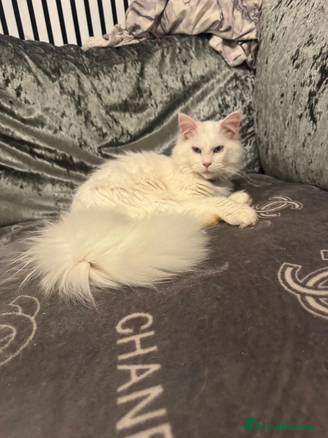 Maine Coon cats for sale: Male Soild white polydactyl Mainecoon - Advert 2
