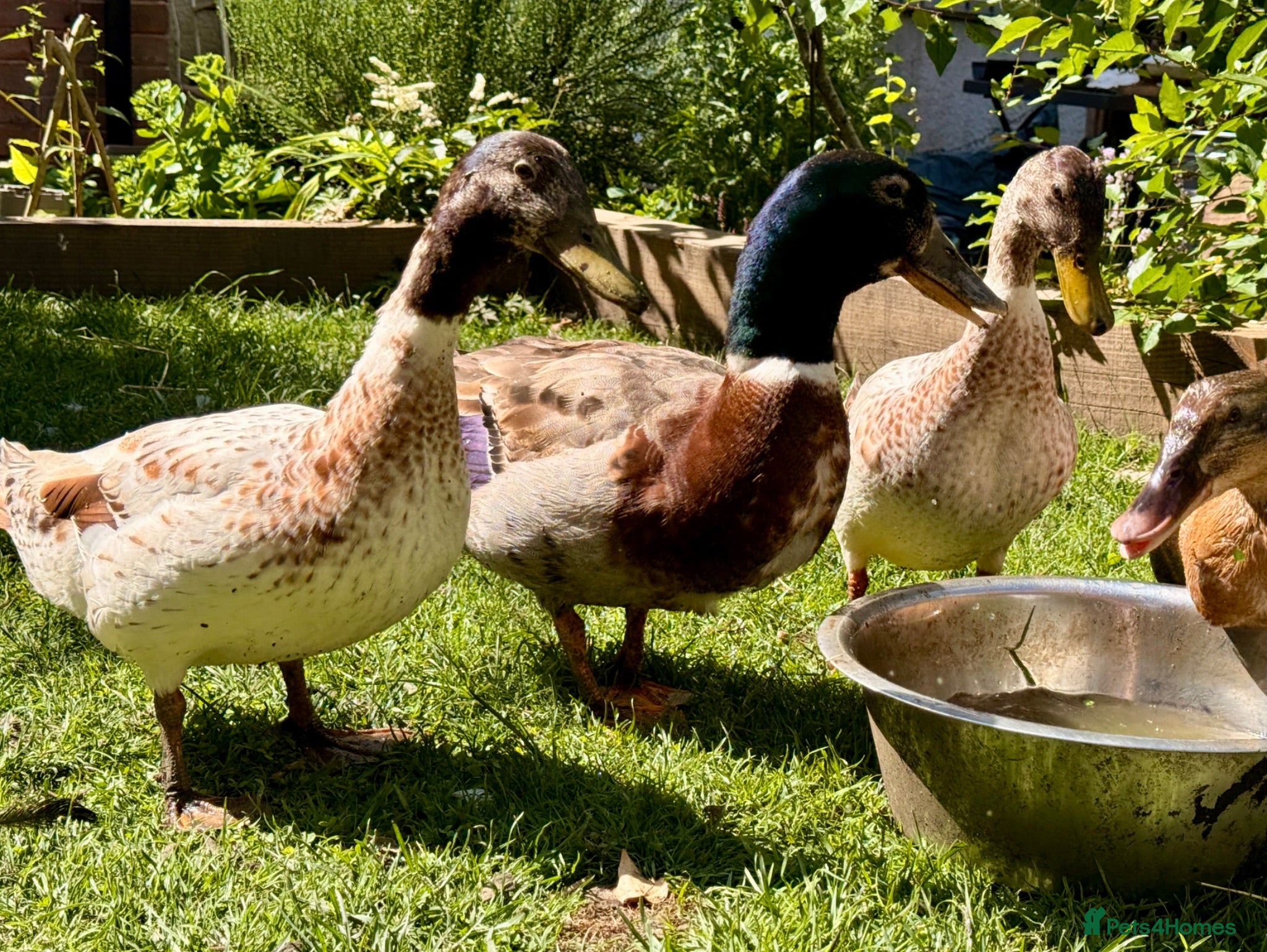 Ducks poultry 3 male ducks  - Advert 1