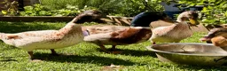 Ducks poultry for sale: 3 male ducks  in Blackburn - Advert 1