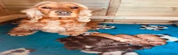 Cocker Spaniel dogs for sale: Top Quality Show cocker pups - Advert 22