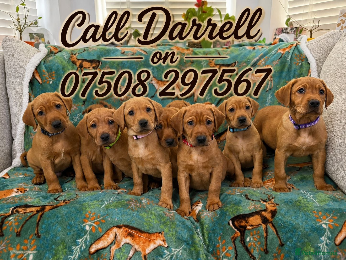 Labrador Retriever dogs Pedigree Puppies from a Family Home - Advert 1