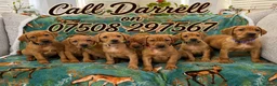 Labrador Retriever dogs for sale: Pedigree Puppies from a Family Home - Advert 1