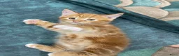Mixed Breed cats for sale: Playful kittens - Advert 3