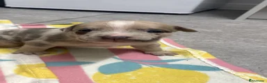 Kuna