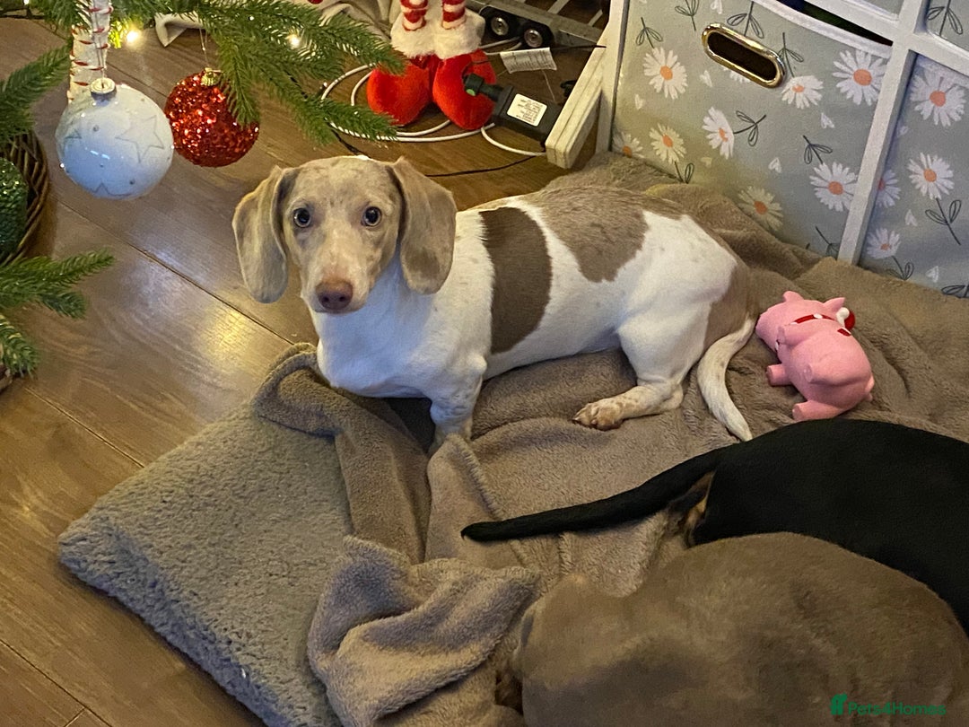 Miniature Dachshund dogs for sale: PRA Clear KC Registered Mini Dachshunds - Advert 3