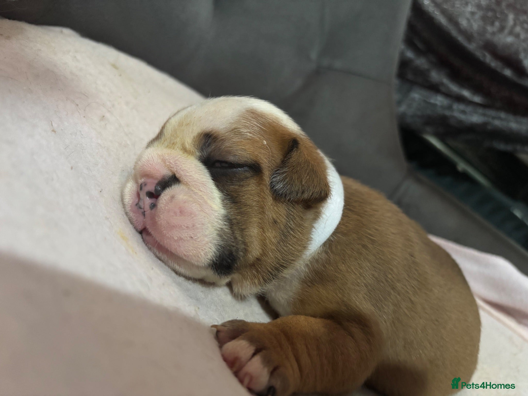 English Bulldog dogs Quality Bulldog Puppies  - Advert 18