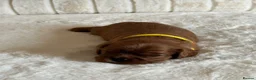 Cavalier King Charles Spaniel dogs for sale: * KC Registered Health Tested Puppies *  - Advert 10