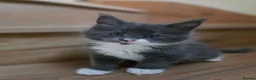 Maine Coon cats for sale:  Maine Coon Kittens Champion Bloodline  - Advert 14