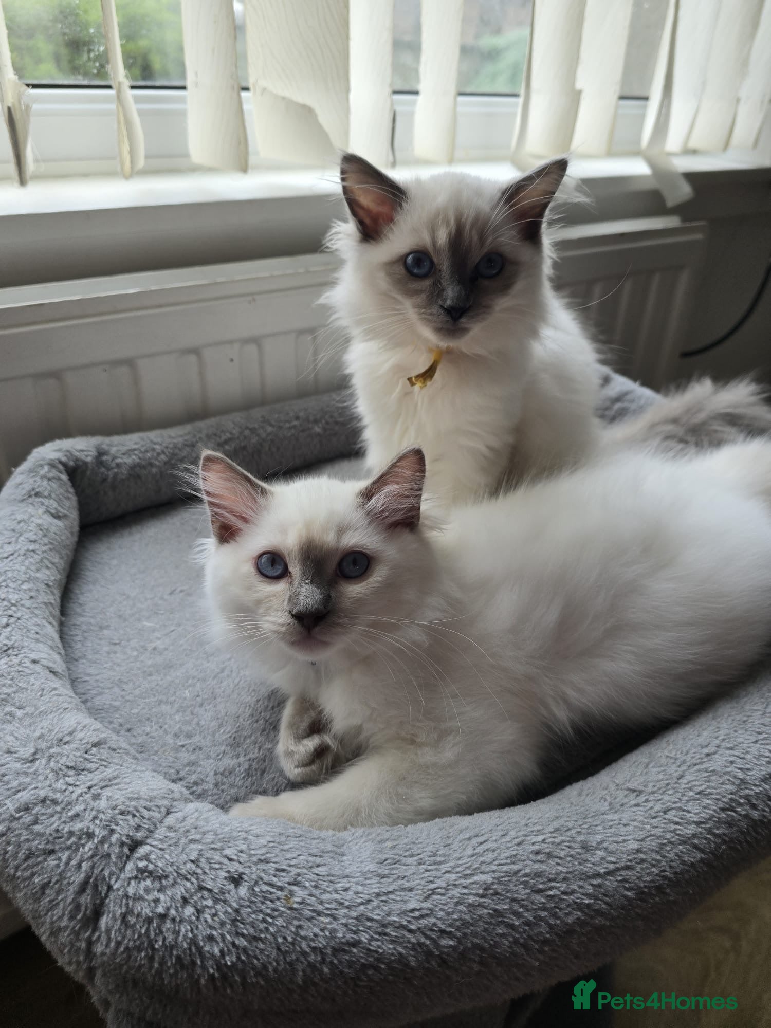 Ragdoll cats GCCF RAGDOLL KITTENS READY NOW  - Advert 2