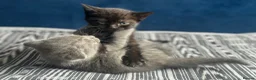 Scottish Fold cats for sale: Scottish fold - Advert 3
