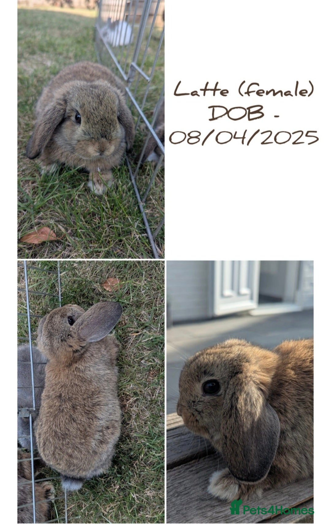 Mini Lop rabbits for sale: Vaccinated & microchipped female mini lop - Advert 1