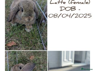 Mini Lop rabbits Vaccinated & microchipped female mini lop - Advert 1