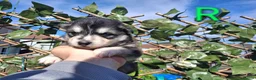 Pomsky dogs for sale: 7 beautiful pomskies - Advert 10