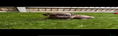 Miniature Dachshund 4