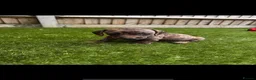 Miniature Dachshund dogs for sale: STUNNING MINIATURE DACHSHUNDS FOR SALE😍💕 - Advert 15