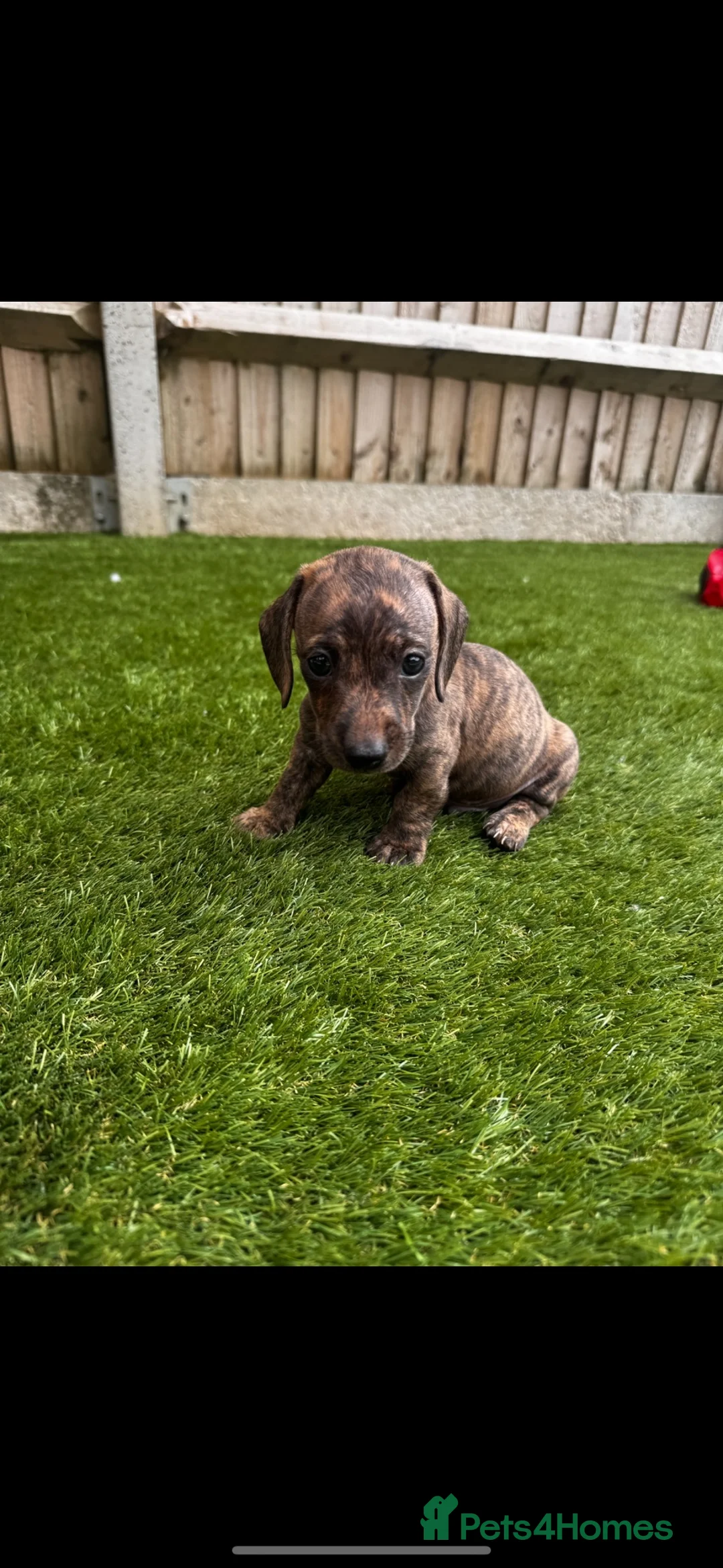 Miniature Dachshund dogs for sale: STUNNING MINIATURE DACHSHUNDS FOR SALE😍💕 - Advert 15