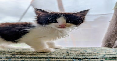 Maine Coon cats - Advert 1