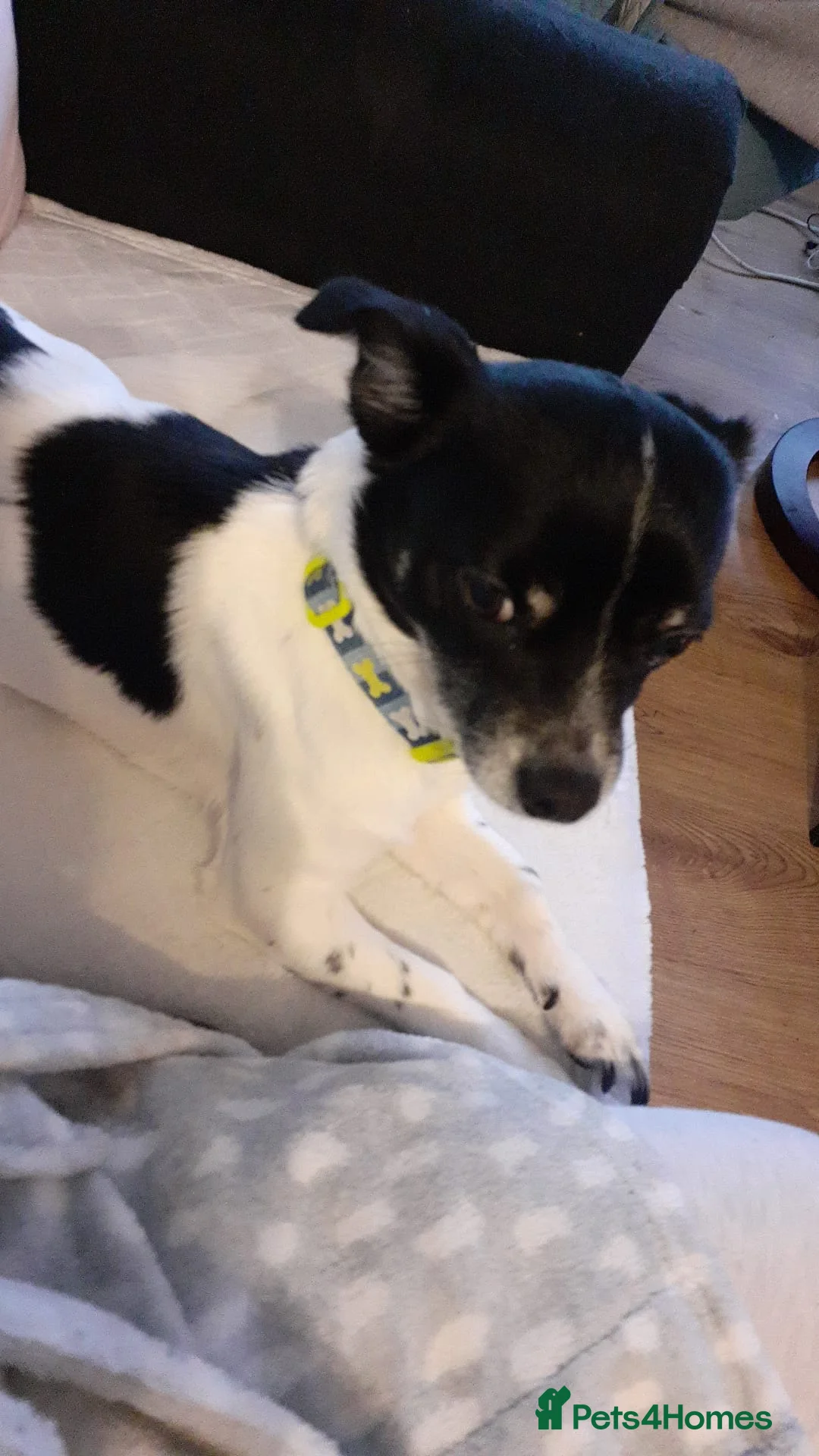 Mixed Breed dogs for sale: Jack Russell x chihuahua  - Advert 2
