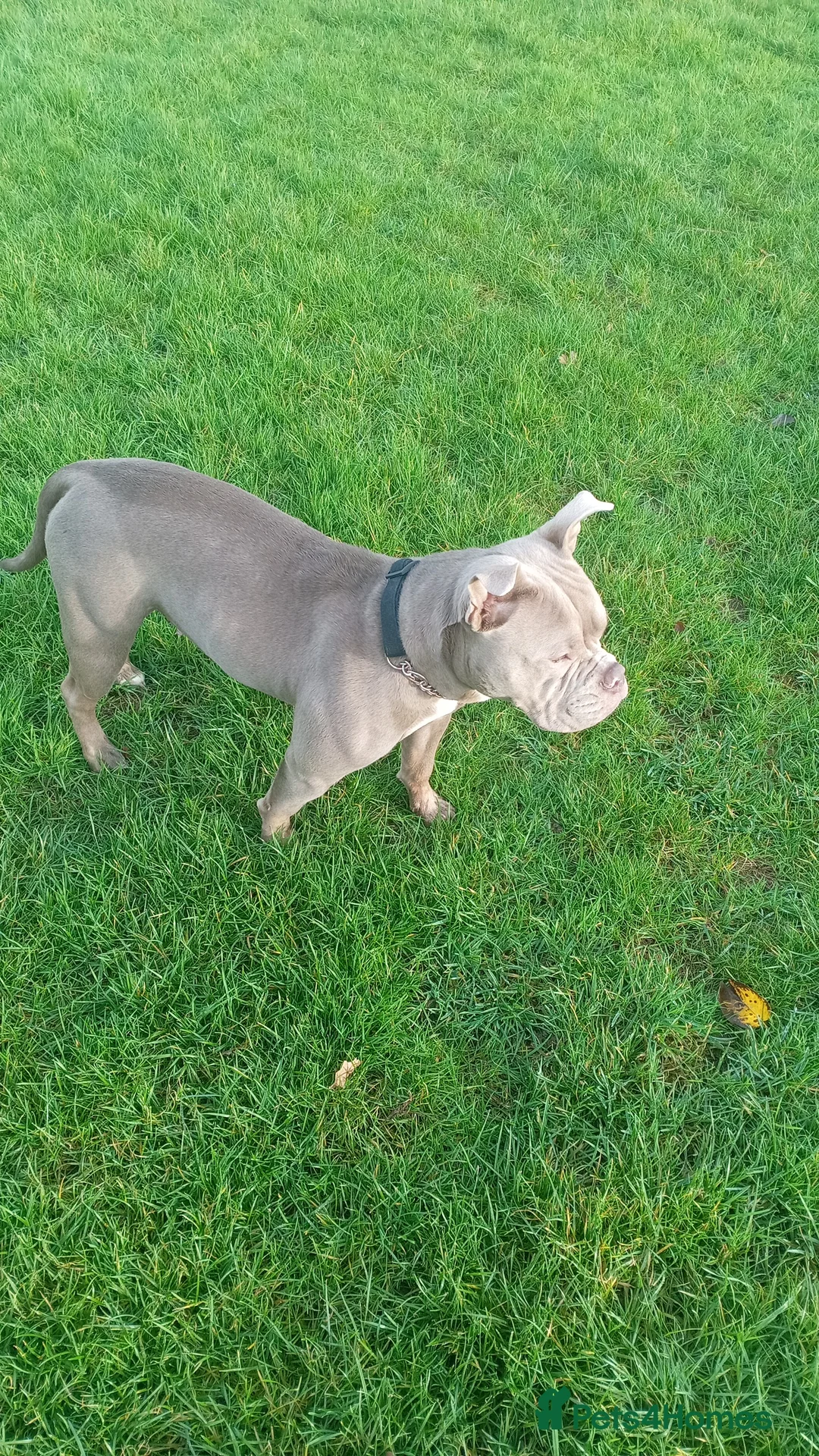 Mixed Breed dogs for sale: Elsie - Advert 1