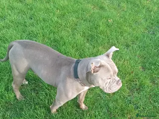 Mixed Breed dogs Elsie - Advert 1