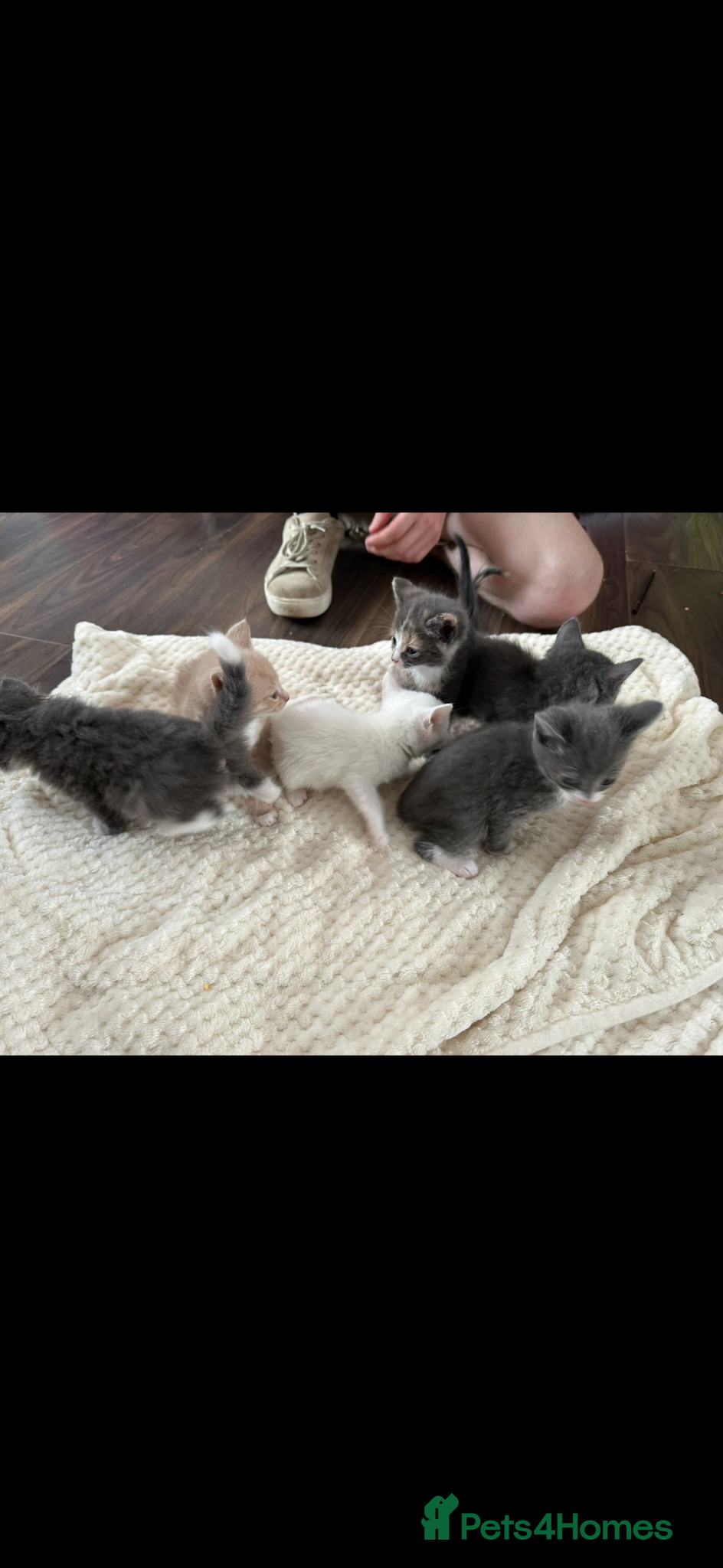 Mixed Breed cats Adorable kittens 🐈‍⬛ - Advert 2