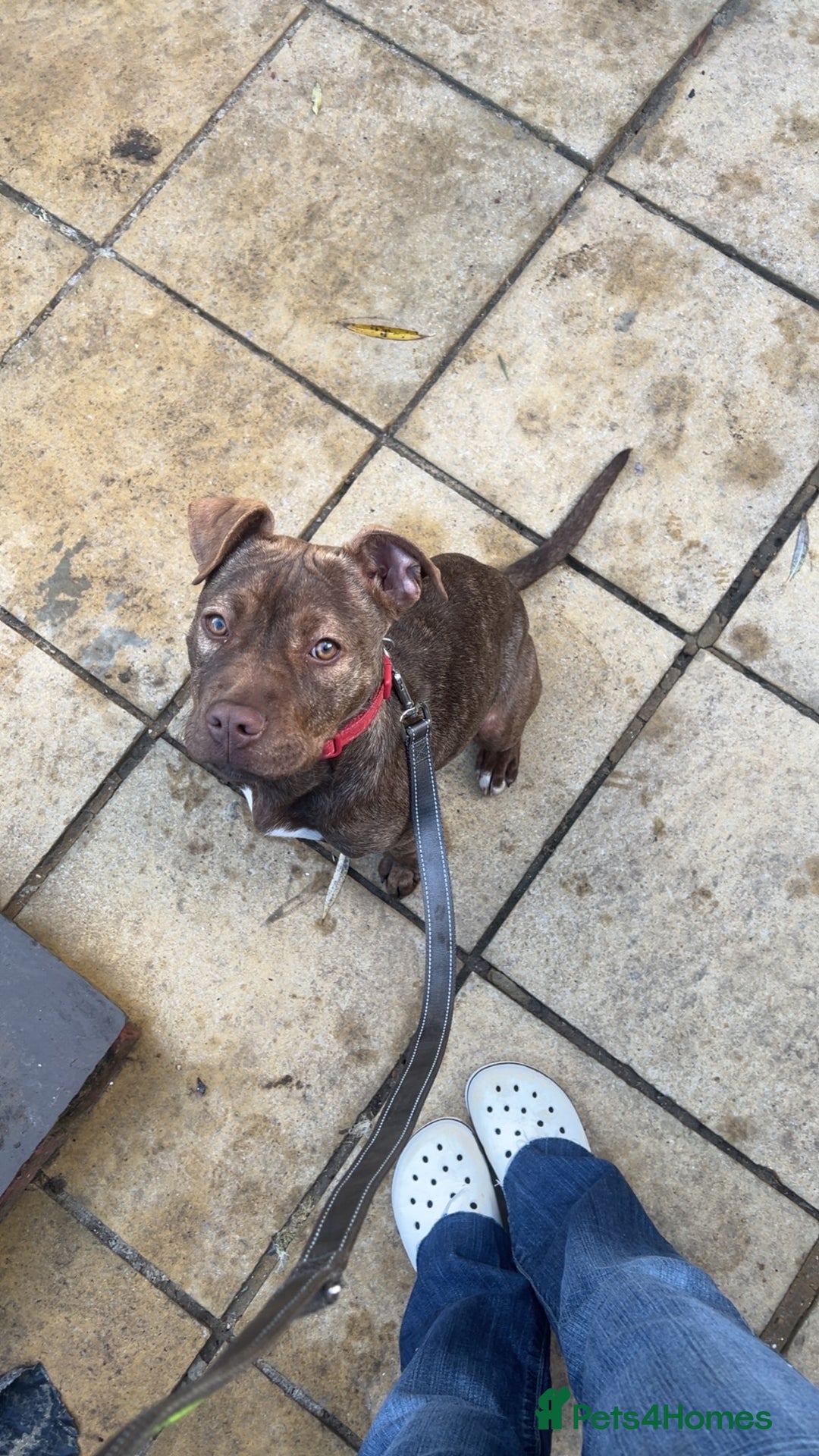 Staffordshire Bull Terrier dogs for sale: Tiger - Advert 1