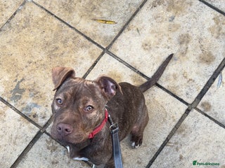 Staffordshire Bull Terrier dogs Tiger - Advert 13