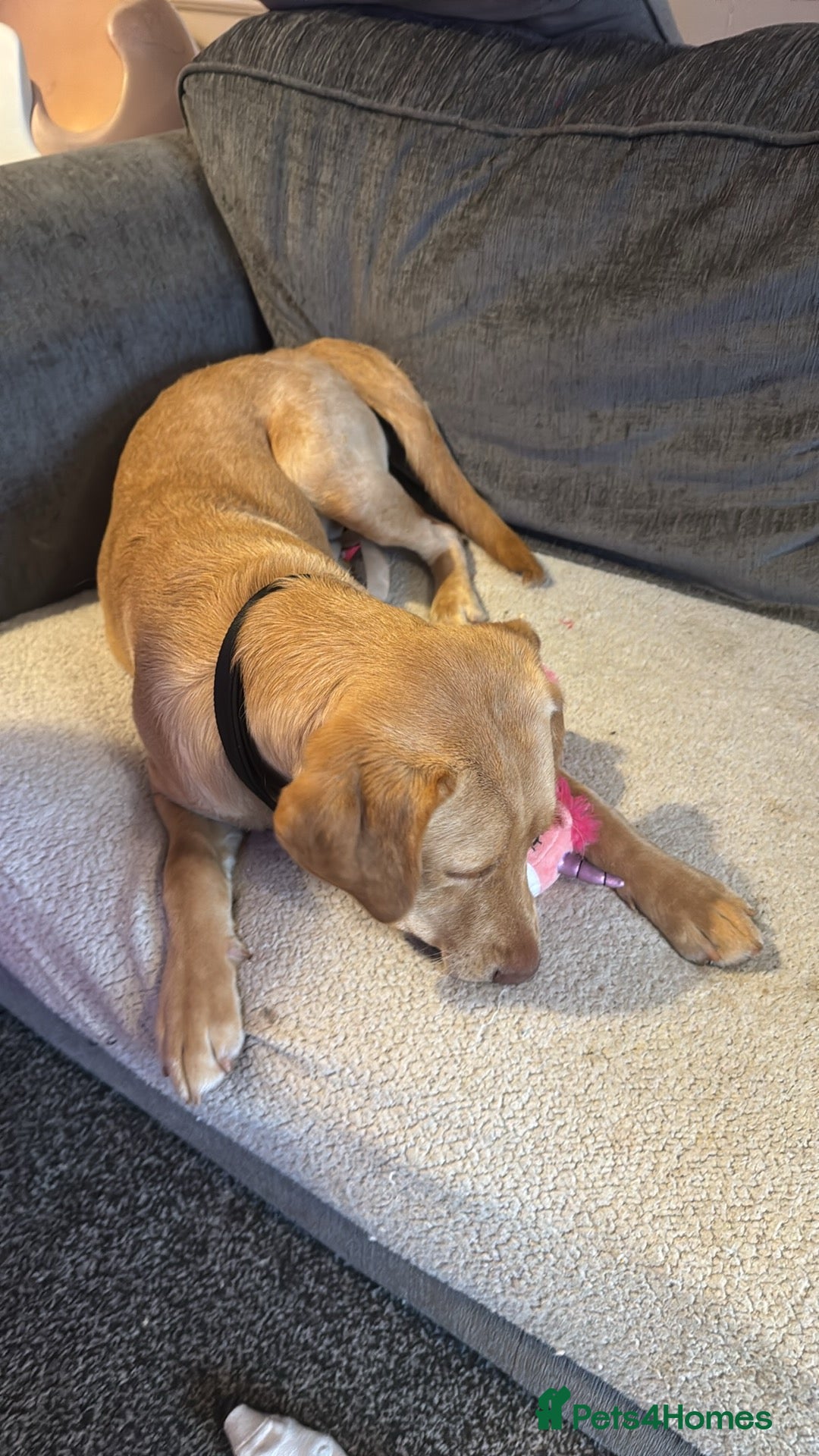 Labrador Retriever dogs for sale: nearly 7 month old labrador girl - Image 3