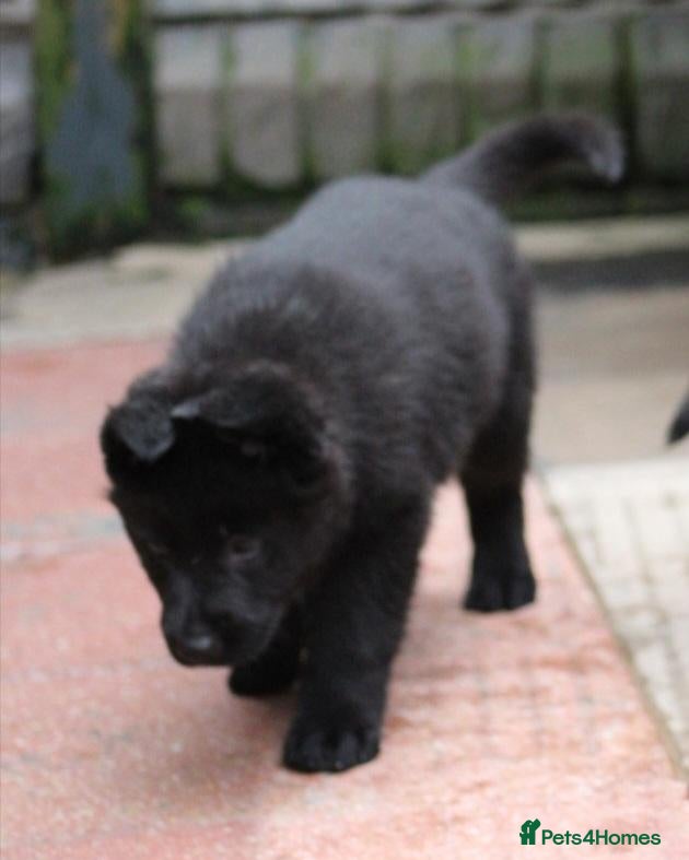 German Shepherd dogs GERMAN SHEPHERD PUPPIES 🐶  - Advert 2