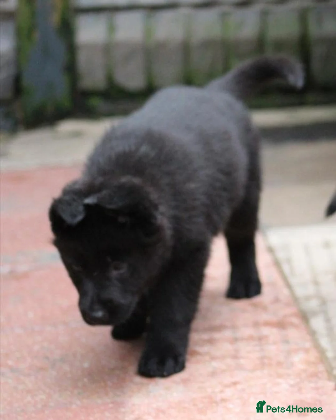German Shepherd dogs for sale: GERMAN SHEPHERD PUPPIES 🐶  - Advert 2