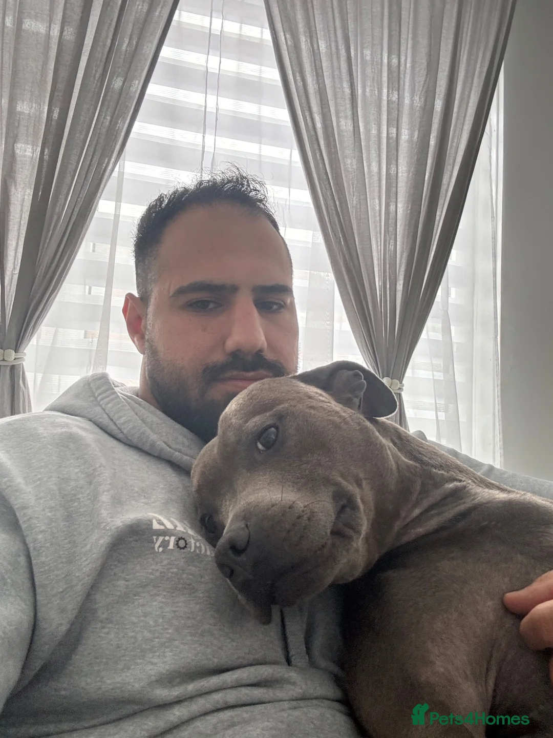 American Bull Staffy dogs for stud:  Proven Blue Staffy Stud - Health Tested - Oldham - Advert 2