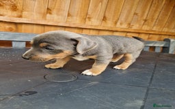 Jack Russell dogs for sale: Pure Jack Russells Rare colored  - Image 3