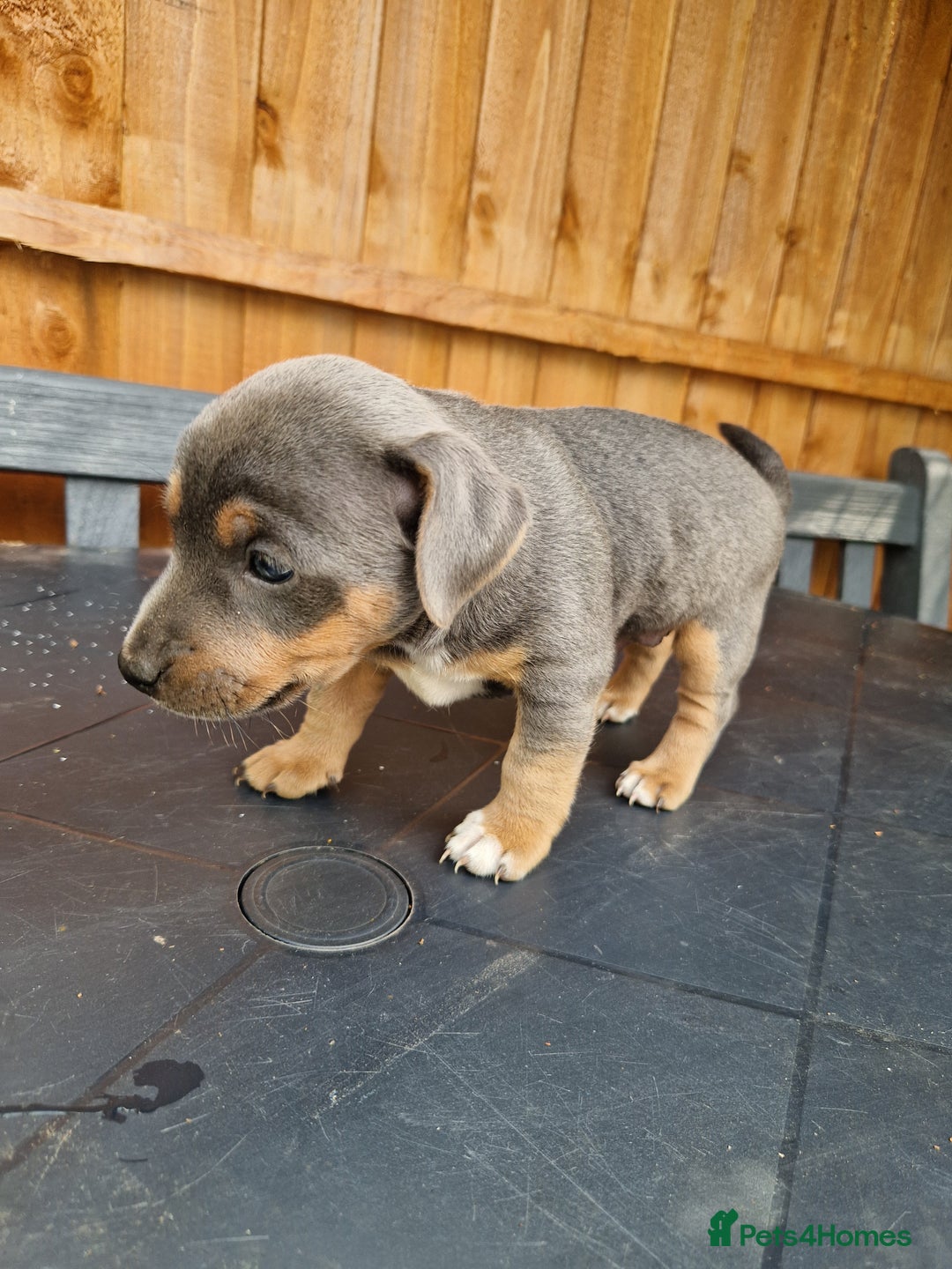 Jack Russell dogs for sale: Pure Jack Russells Rare colored  - Image 3