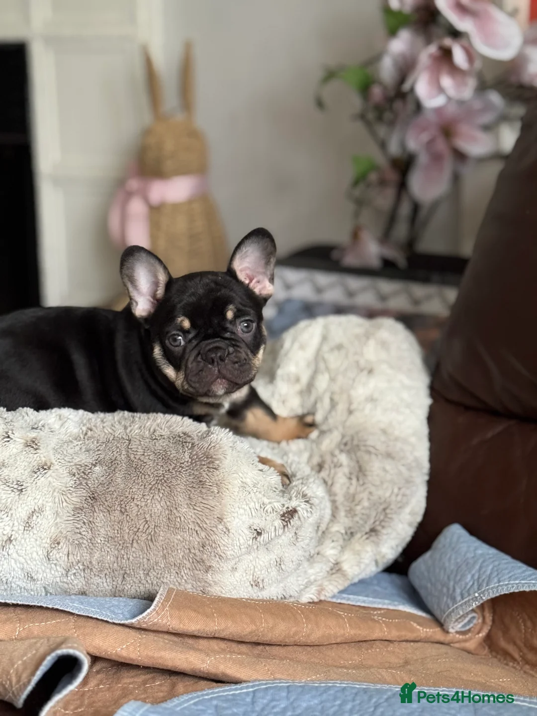 French Bulldog dogs for sale: French Bulldog puppies  - Advert 2