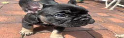 French Bulldog dogs for sale: Beautiful French bulldog puppies - Advert 29