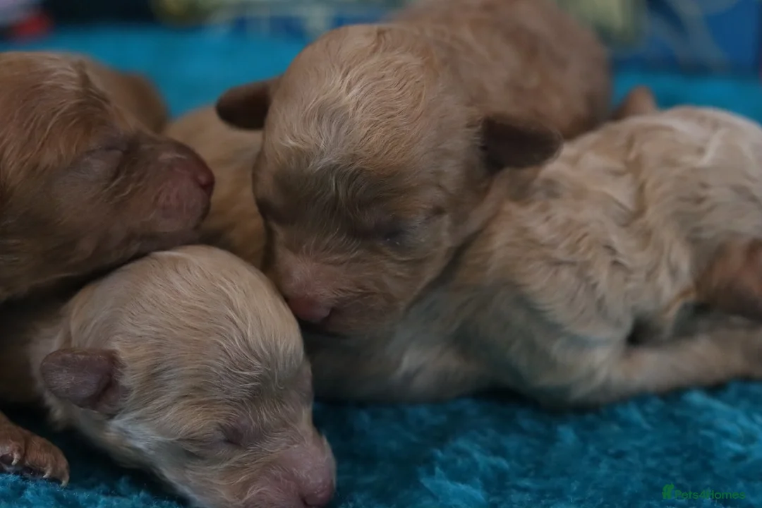 Maltipoo dogs for sale: 4 Maltipoo Puppies - 2 Apricot Girls & 2 Red Boys - Advert 2
