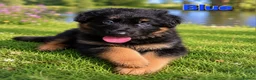 German Shepherd dogs for sale: 2 healthy straight back KC registered male GSP's  - Advert 25