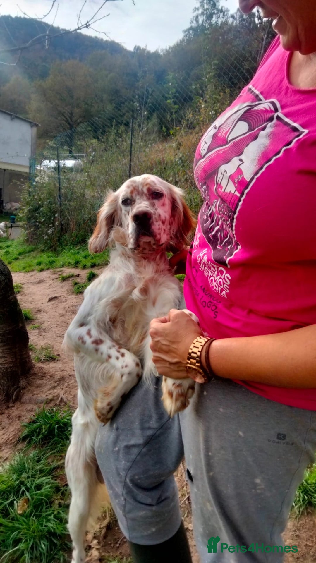 English Setter dogs for adoption: Otto  - Advert 11