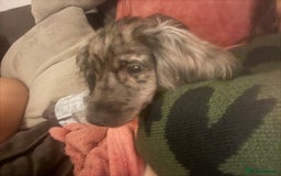 Cocker Spaniel dogs for sale: 2 Male Merle Cocker Spaniels - Image 13